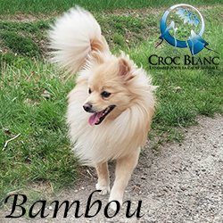 Bambou 1