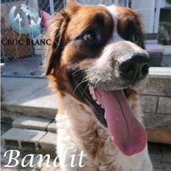 Bandit