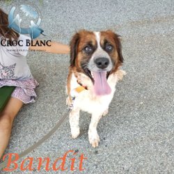 Bandit