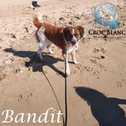Bandit