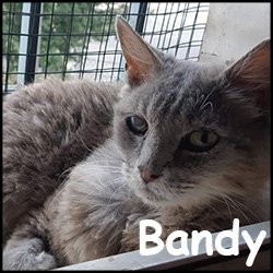 Bandy