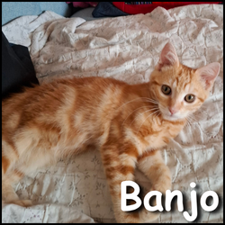 Banjo
