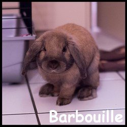 barbouille