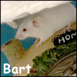 Bart