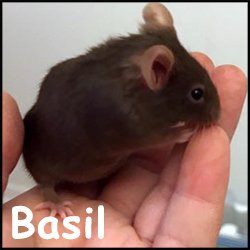 Basil