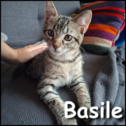 Basile