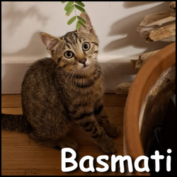 Basmati