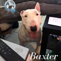 Baxter 2