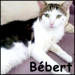 Bebert