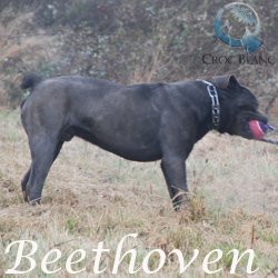 Beethoven2