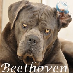 Beethoven