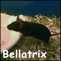 Bellatrix