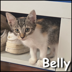 Belly