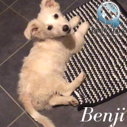 Benji