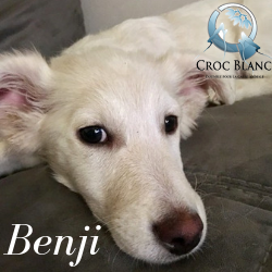 Benji 2