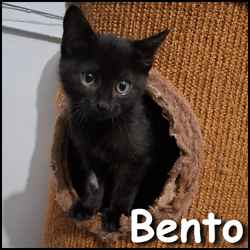 Bento