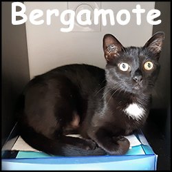 Bergamote