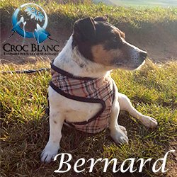 Bernard 1