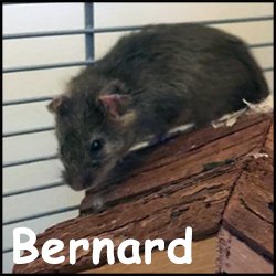 Bernard