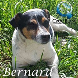 Bernard 2