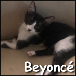 Beyoncé