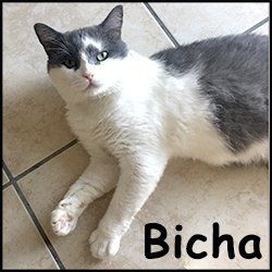 Bicha