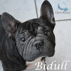 Bidull 2