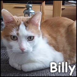 Billy