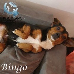 Bingo 2