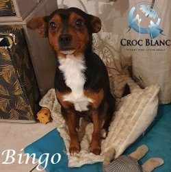 Bingo 3