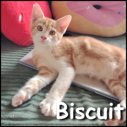Biscuit