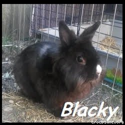 Blacky