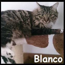 Blanco