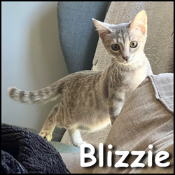 Blizzie Blizzie