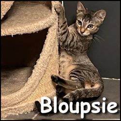 Bloupsie Bloupsie