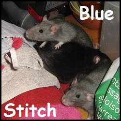 blue et stitch