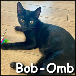 Bo bomb