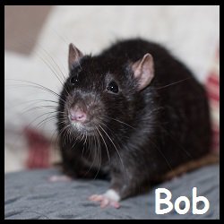 Bob