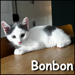 Bonbon2 Bonbon2