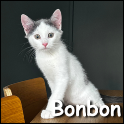 Bonbon