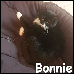 chat villefranche sur saone