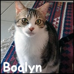 Boolyn