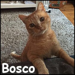 Bosco