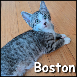 Boston Boston