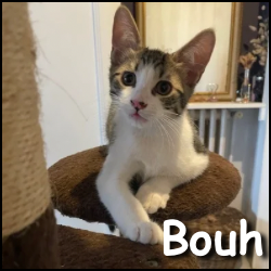 Bouh