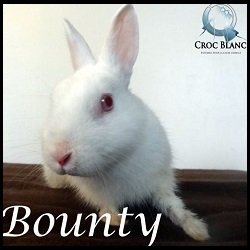 Bounty