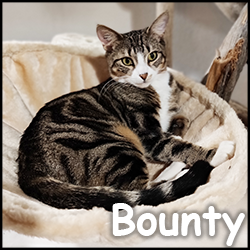 Bounty