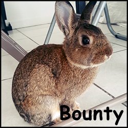 Bounty