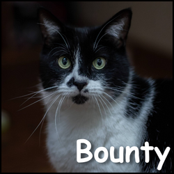 Bounty