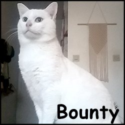 Bounty